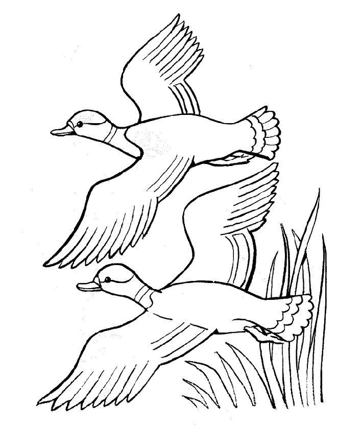ぬりえページ: アヒル (動物) #1511 - 無料の印刷可能なぬりえページ