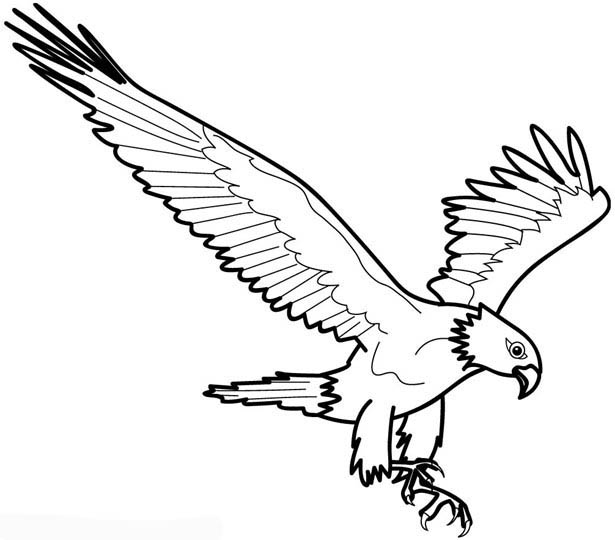 ぬりえページ: 鷲 (動物) #294 - 無料の印刷可能なぬりえページ