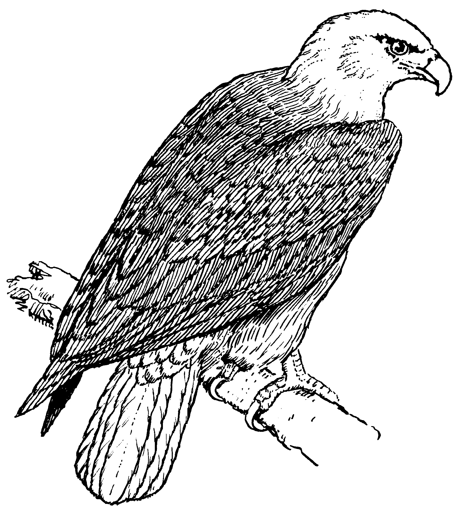 ぬりえページ: 鷲 (動物) #298 - 無料の印刷可能なぬりえページ