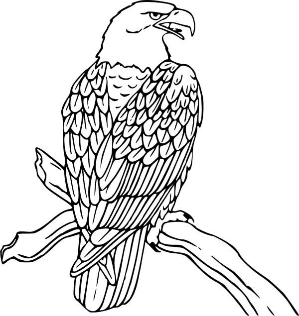 ぬりえページ: 鷲 (動物) #308 - 無料の印刷可能なぬりえページ