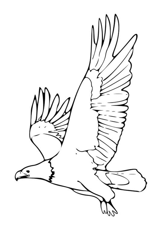 ぬりえページ: 鷲 (動物) #329 - 無料の印刷可能なぬりえページ