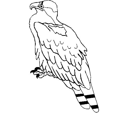 ぬりえページ: 鷲 (動物) #373 - 無料の印刷可能なぬりえページ