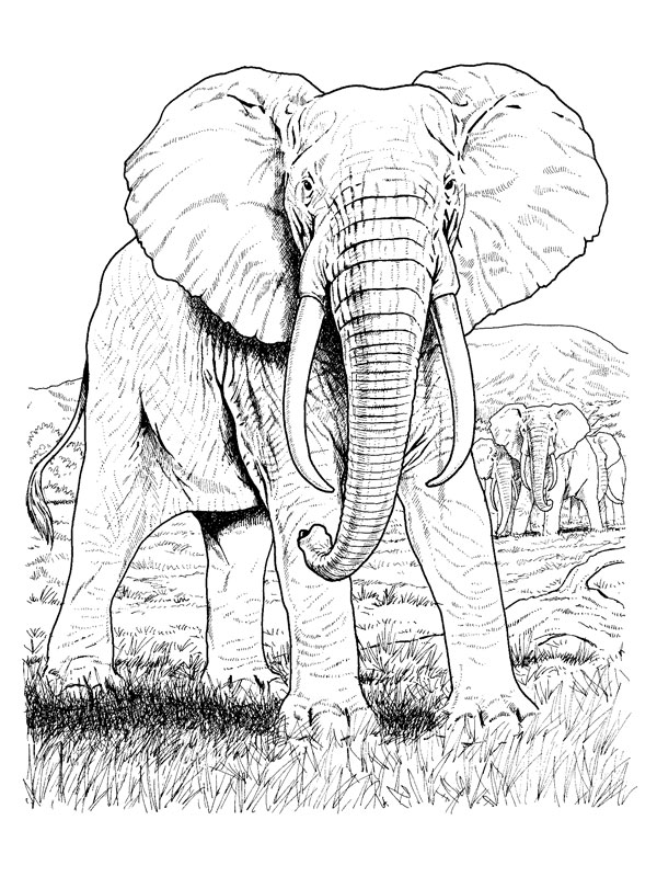 ぬりえページ: 象 (動物) #6395 - 無料の印刷可能なぬりえページ