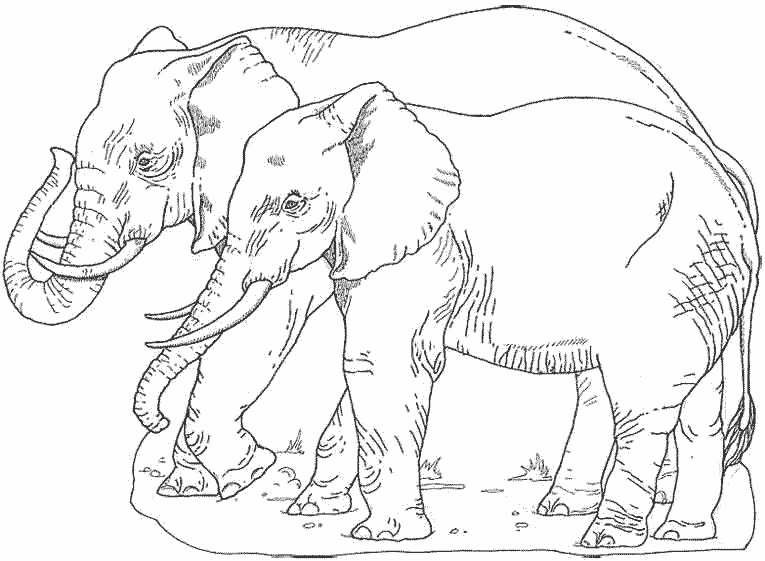 ぬりえページ: 象 (動物) #6486 - 無料の印刷可能なぬりえページ
