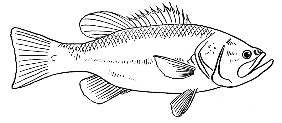 ぬりえページ: 魚 (動物) #17170 - 無料の印刷可能なぬりえページ