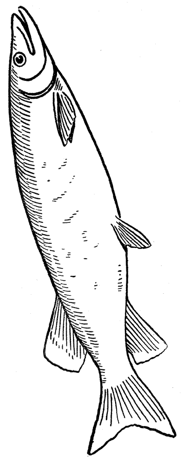 ぬりえページ: 魚 (動物) #17194 - 無料の印刷可能なぬりえページ