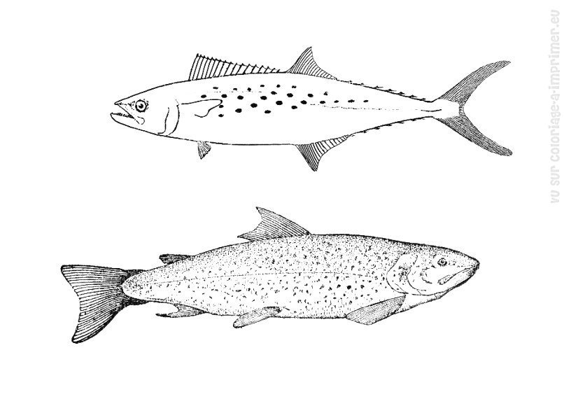 ぬりえページ: 魚 (動物) #17209 - 無料の印刷可能なぬりえページ