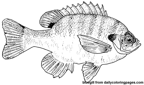ぬりえページ: 魚 (動物) #17211 - 無料の印刷可能なぬりえページ
