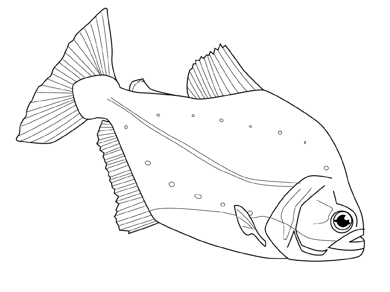 ぬりえページ: 魚 (動物) #17213 - 無料の印刷可能なぬりえページ