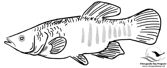 ぬりえページ: 魚 (動物) #17220 - 無料の印刷可能なぬりえページ
