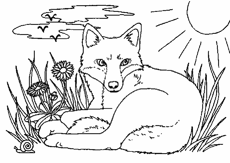 ぬりえページ: 狐 (動物) #15009 - 無料の印刷可能なぬりえページ