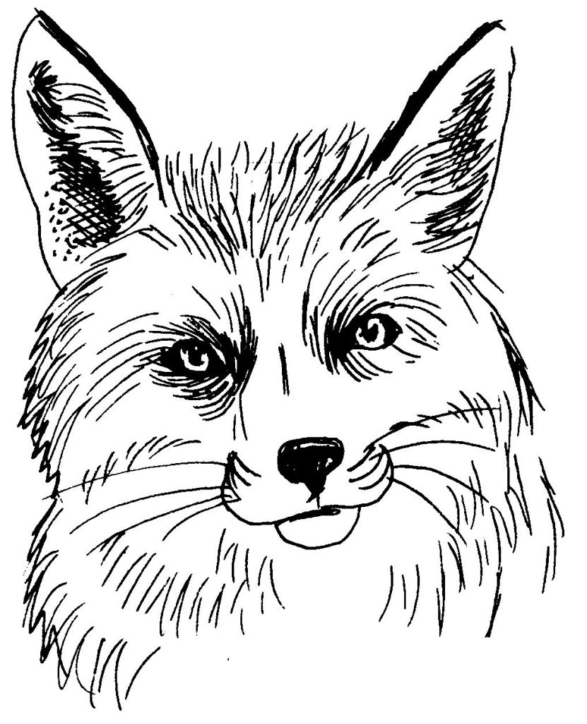 ぬりえページ: 狐 (動物) #15044 - 無料の印刷可能なぬりえページ