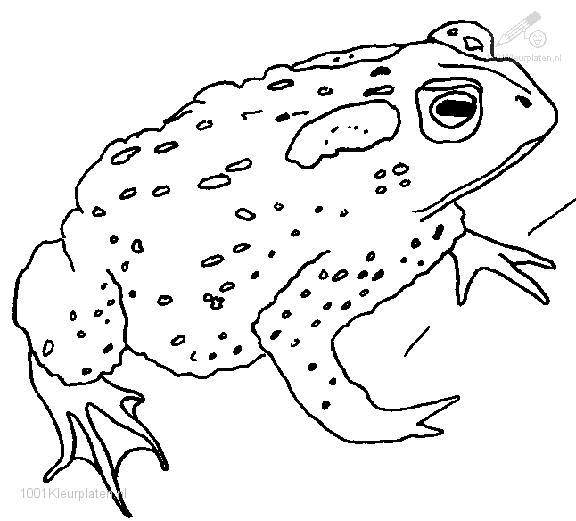 ぬりえページ: 蛙 (動物) #7597 - 無料の印刷可能なぬりえページ