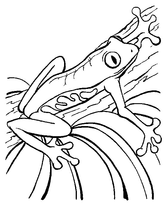 ぬりえページ: 蛙 (動物) #7646 - 無料の印刷可能なぬりえページ