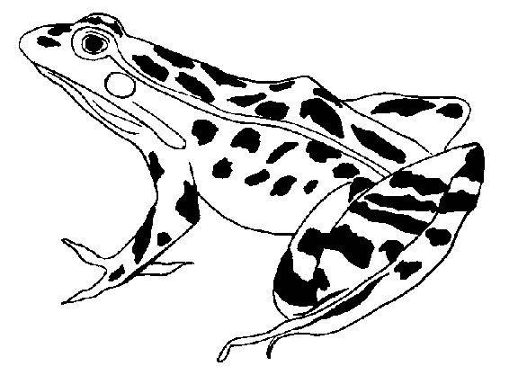 ぬりえページ: 蛙 (動物) #7695 - 無料の印刷可能なぬりえページ