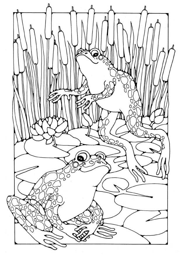 ぬりえページ: 蛙 (動物) #7716 - 無料の印刷可能なぬりえページ