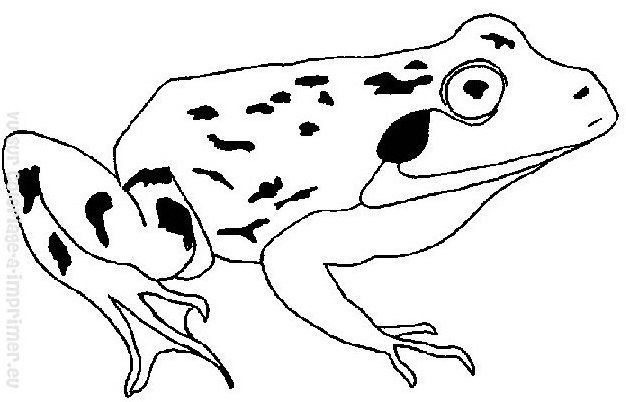ぬりえページ: 蛙 (動物) #7733 - 無料の印刷可能なぬりえページ