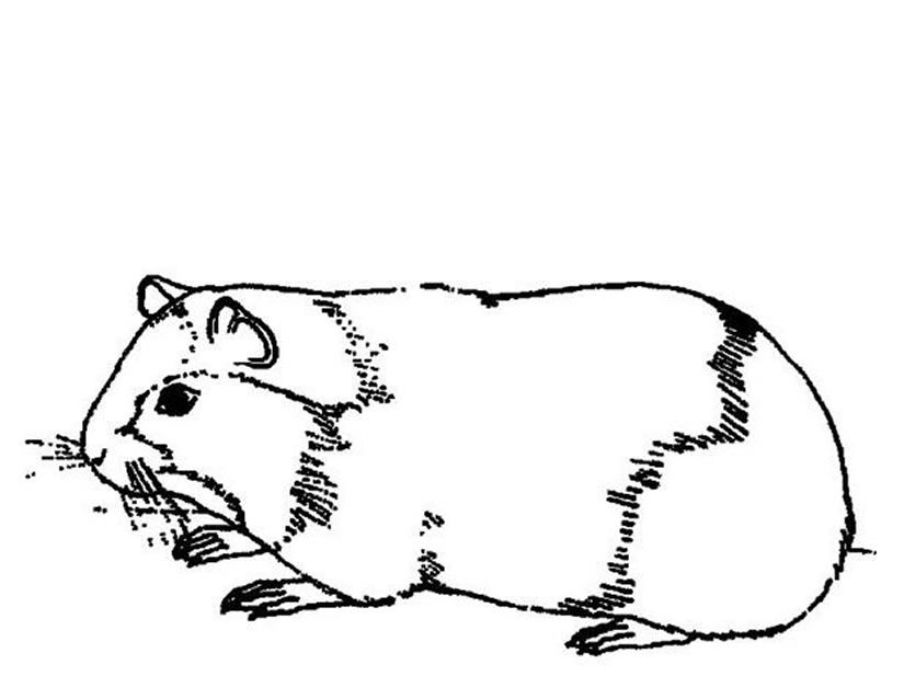 ぬりえページ: モルモット (動物) #18486 - 無料の印刷可能なぬりえページ