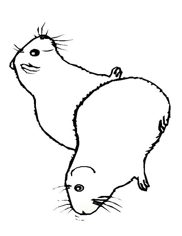 ぬりえページ: モルモット (動物) #18489 - 無料の印刷可能なぬりえページ