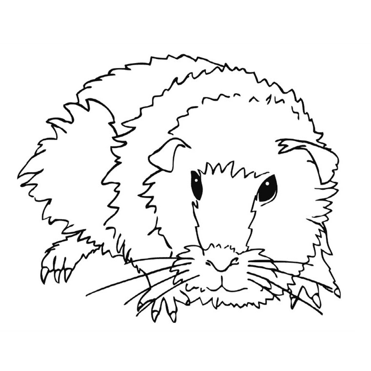 ぬりえページ: モルモット (動物) #18491 - 無料の印刷可能なぬりえページ
