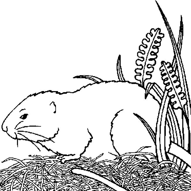 ぬりえページ: モルモット (動物) #18499 - 無料の印刷可能なぬりえページ