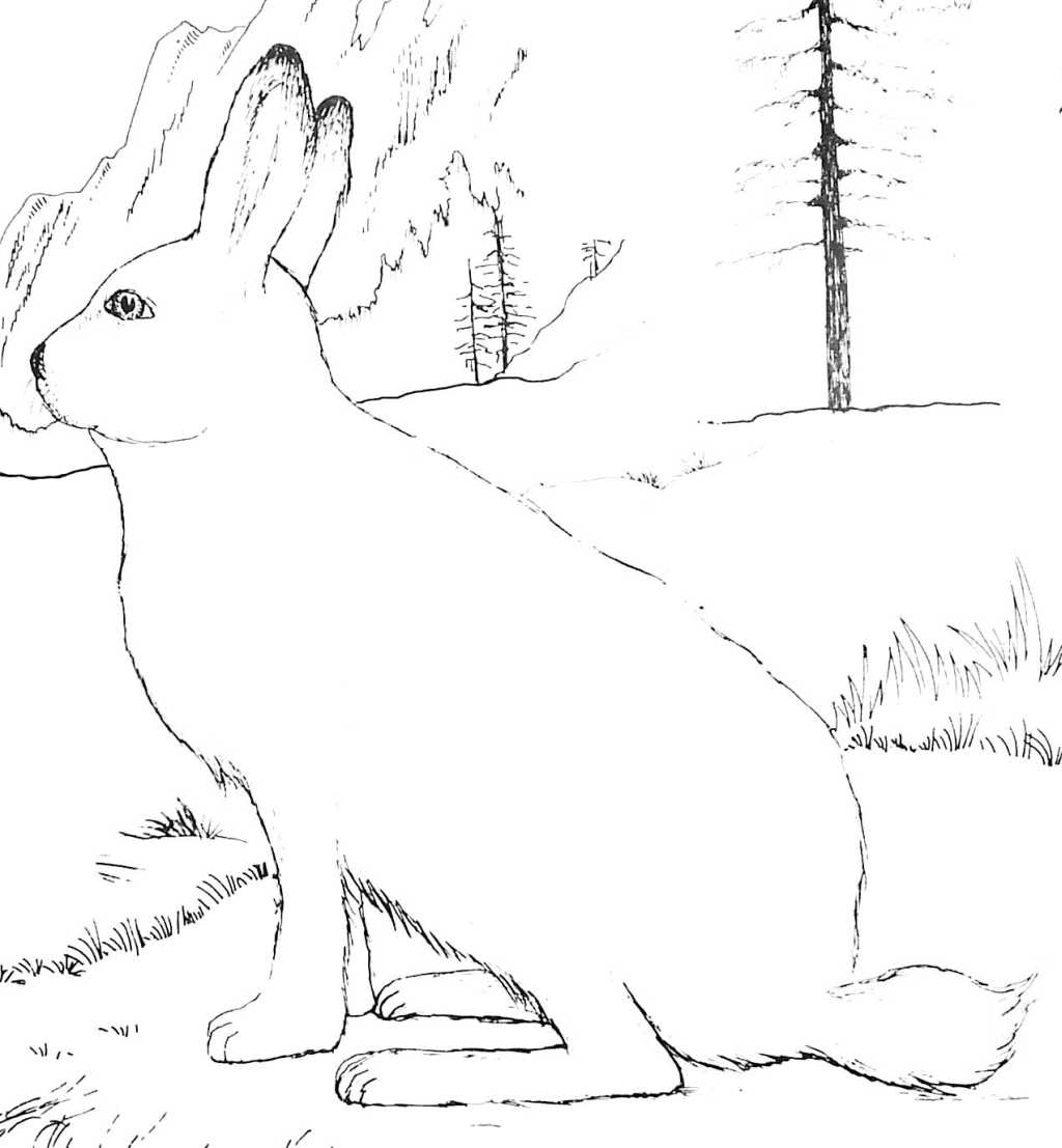 ぬりえページ: 野ウサギ (動物) #10079 - 無料の印刷可能なぬりえページ