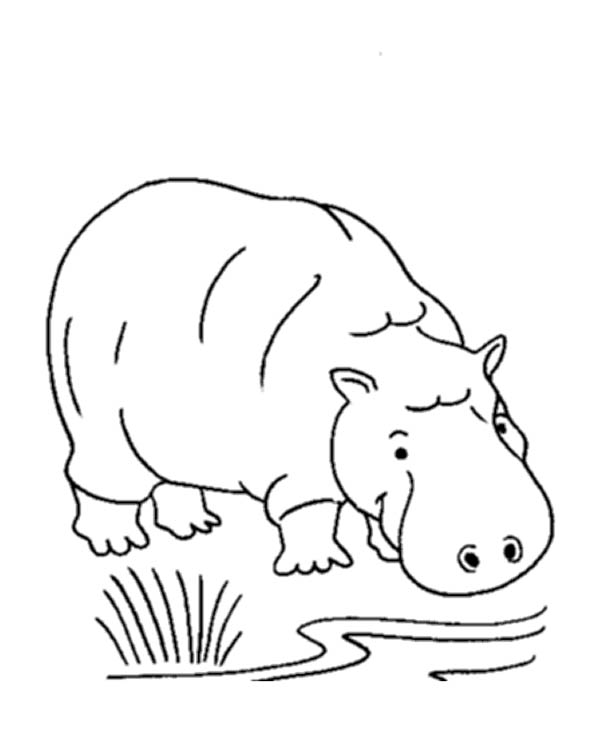 ぬりえページ: カバ (動物) #8804 - 無料の印刷可能なぬりえページ