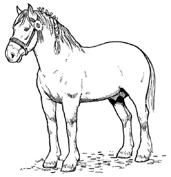 ぬりえページ: 馬 (動物) #2168 - 無料の印刷可能なぬりえページ
