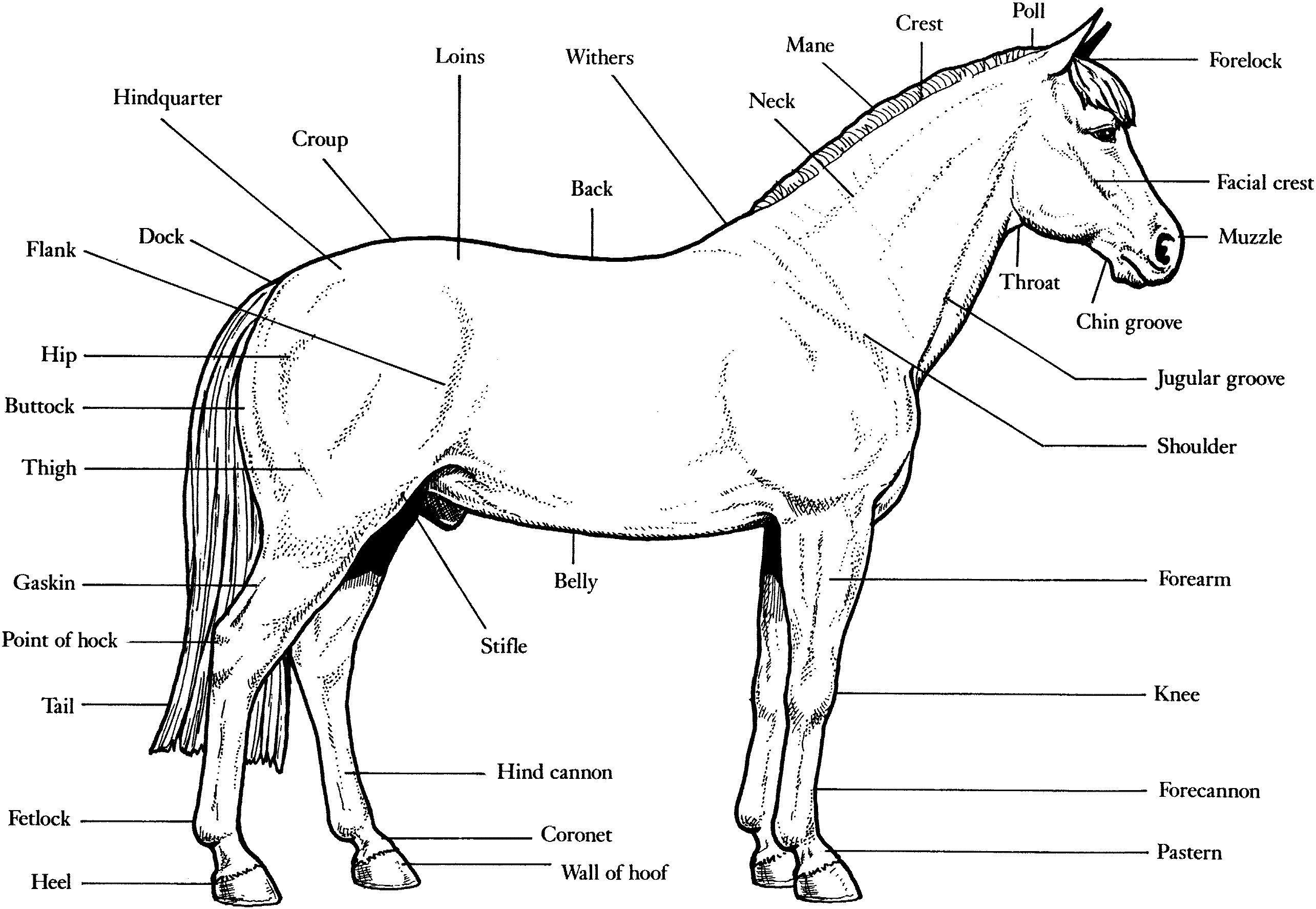 ぬりえページ: 馬 (動物) #2215 - 無料の印刷可能なぬりえページ