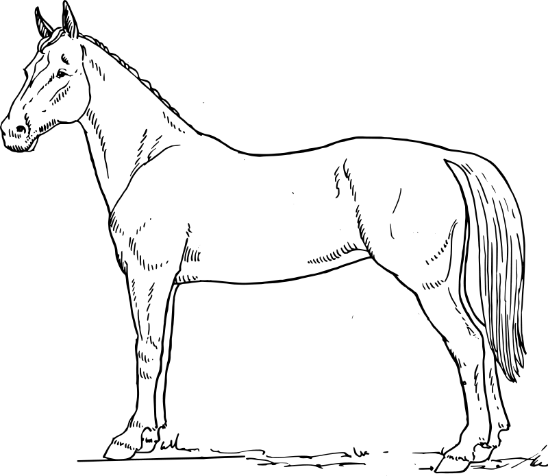 ぬりえページ: 馬 (動物) #2256 - 無料の印刷可能なぬりえページ