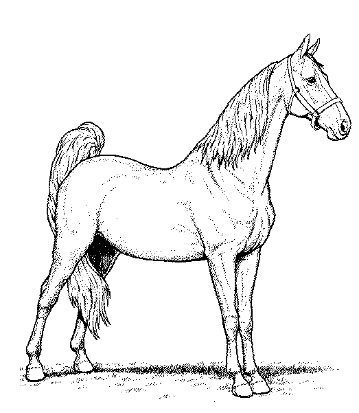 ぬりえページ: 馬 (動物) #2355 - 無料の印刷可能なぬりえページ