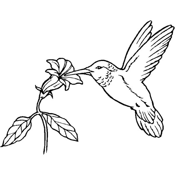 ぬりえページ: ハチドリ (動物) #3786 - 無料の印刷可能なぬりえページ