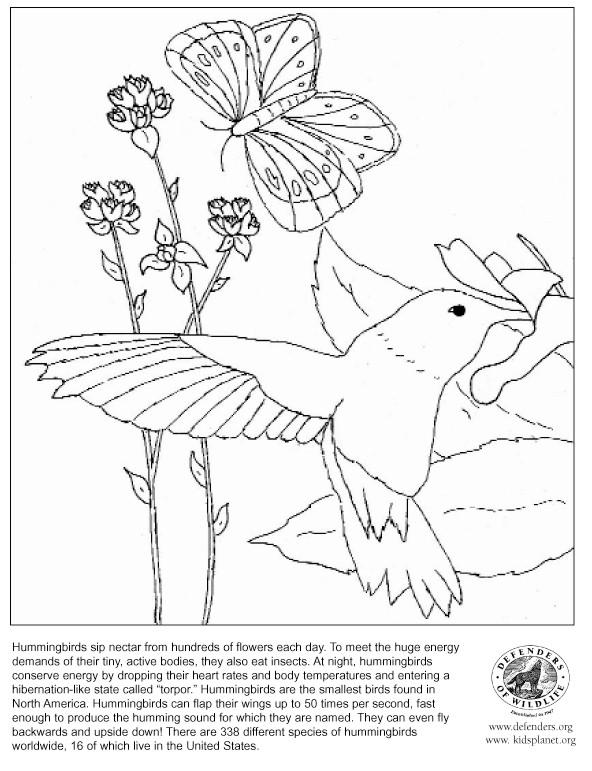 ぬりえページ: ハチドリ (動物) #3827 - 無料の印刷可能なぬりえページ