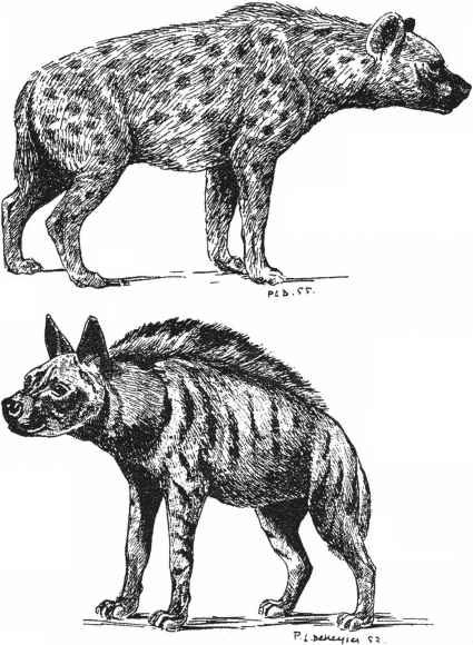 ぬりえページ: ハイエナ (動物) #19641 - 無料の印刷可能なぬりえページ