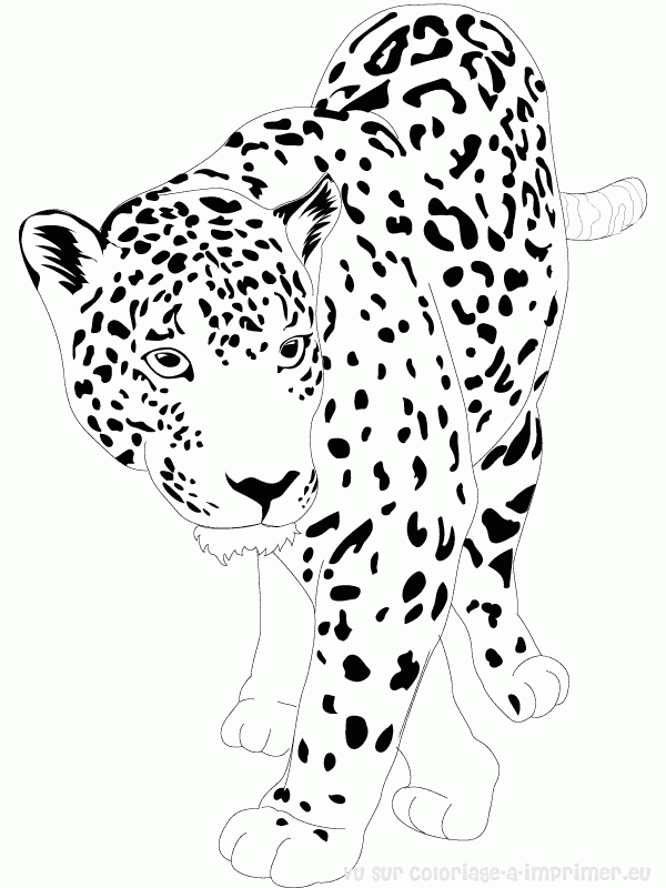 ぬりえページ: ジャガー (動物) #9002 - 無料の印刷可能なぬりえページ