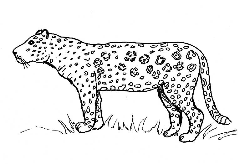 ぬりえページ: ジャガー (動物) #9010 - 無料の印刷可能なぬりえページ