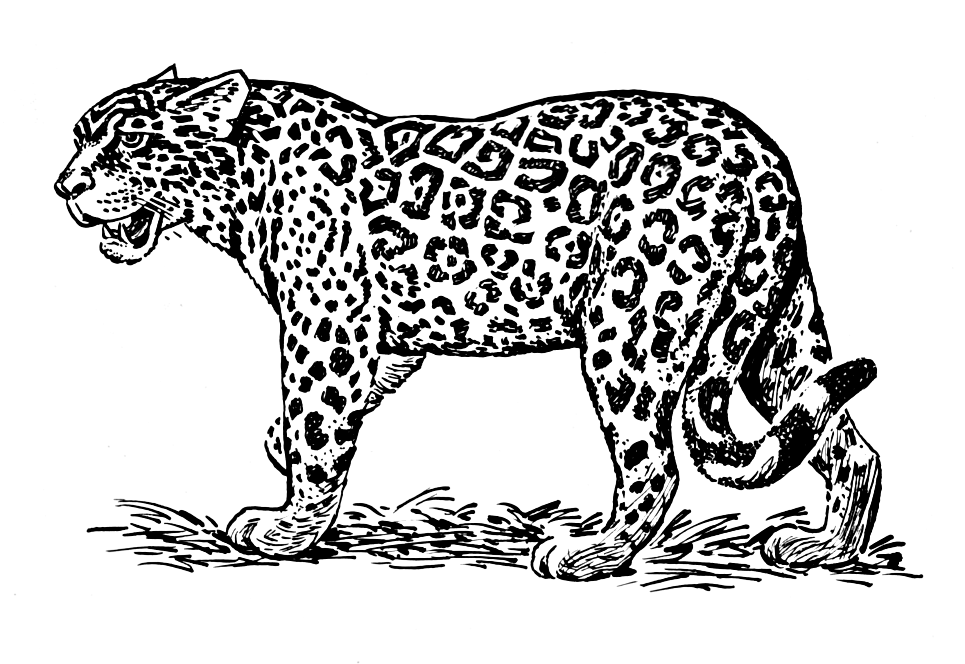 ぬりえページ: ジャガー (動物) #9013 - 無料の印刷可能なぬりえページ