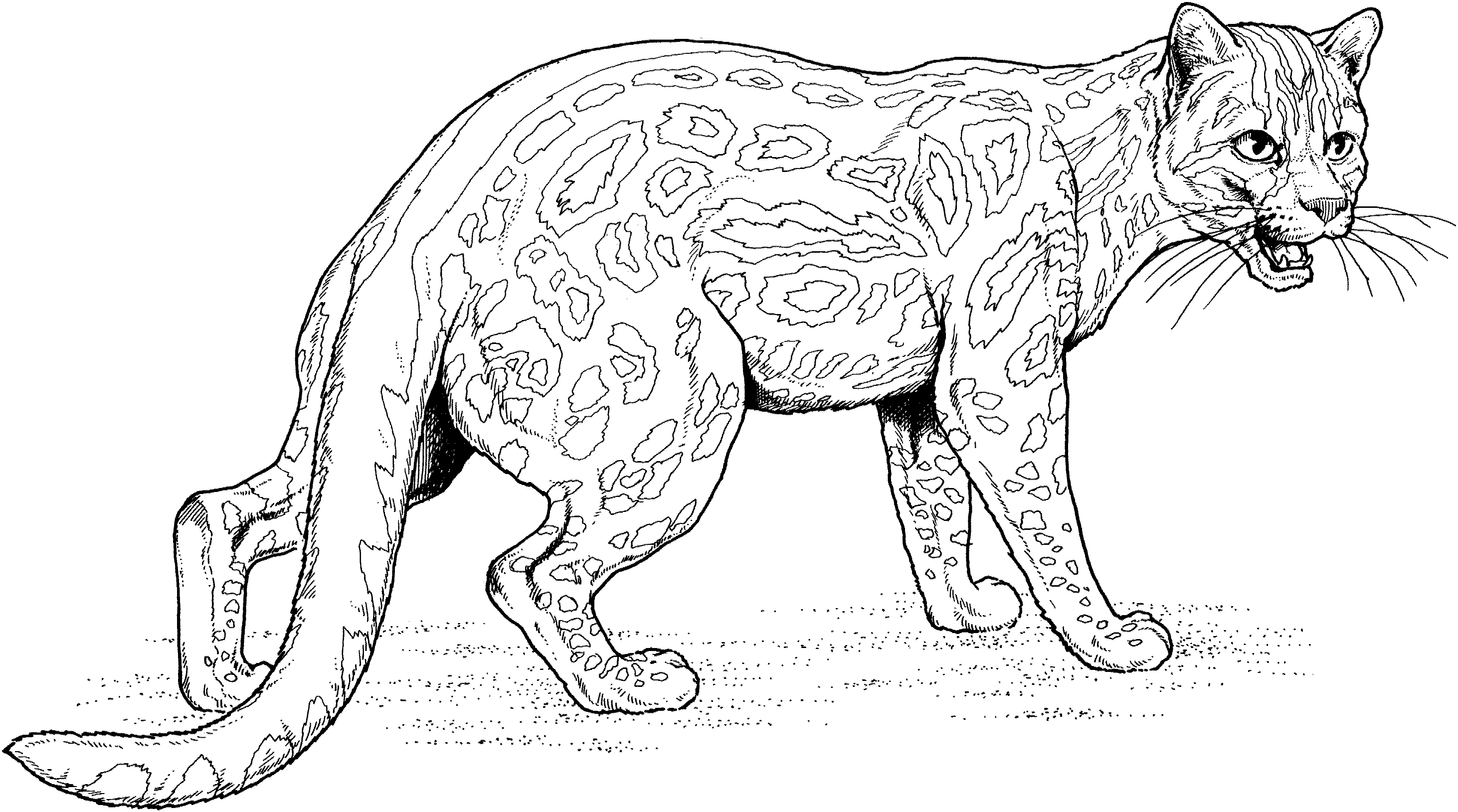 ぬりえページ: ジャガー (動物) #9014 - 無料の印刷可能なぬりえページ