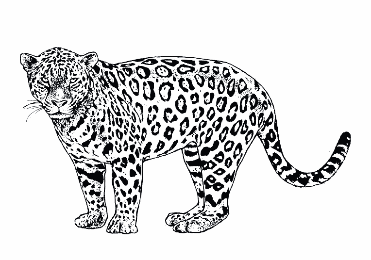 ぬりえページ: ジャガー (動物) #9025 - 無料の印刷可能なぬりえページ