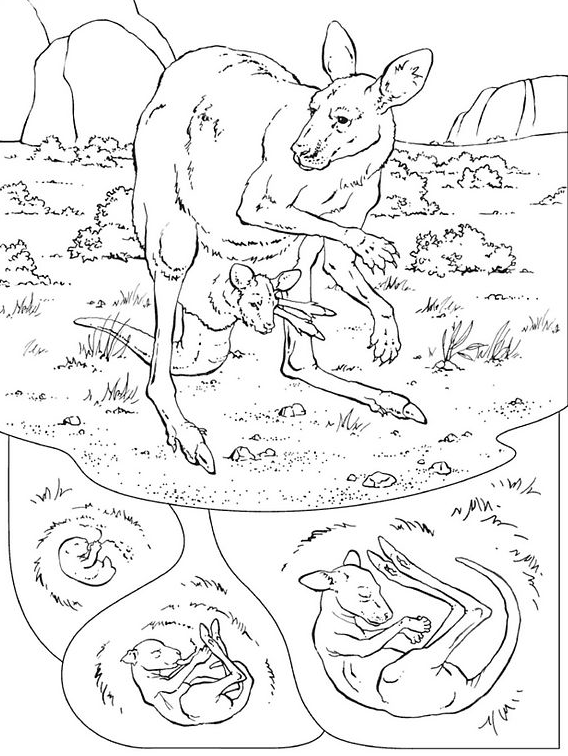 ぬりえページ: カンガルー (動物) #9151 - 無料の印刷可能なぬりえページ