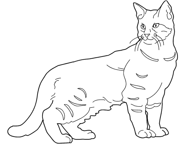 ぬりえページ: 子猫 (動物) #18108 - 無料の印刷可能なぬりえページ