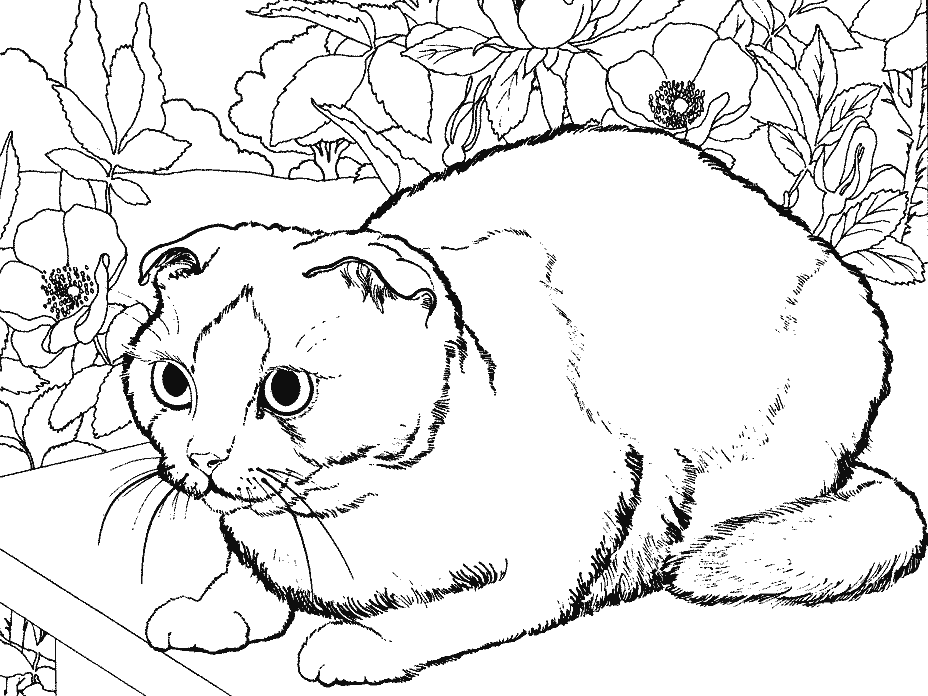 ぬりえページ: 子猫 (動物) #18135 - 無料の印刷可能なぬりえページ
