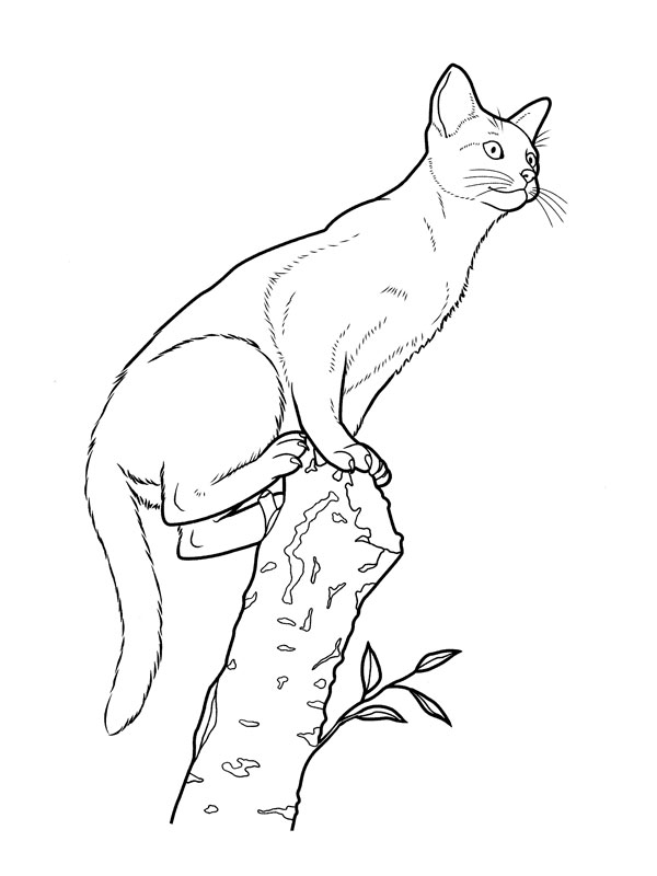 ぬりえページ: 子猫 (動物) #18162 - 無料の印刷可能なぬりえページ