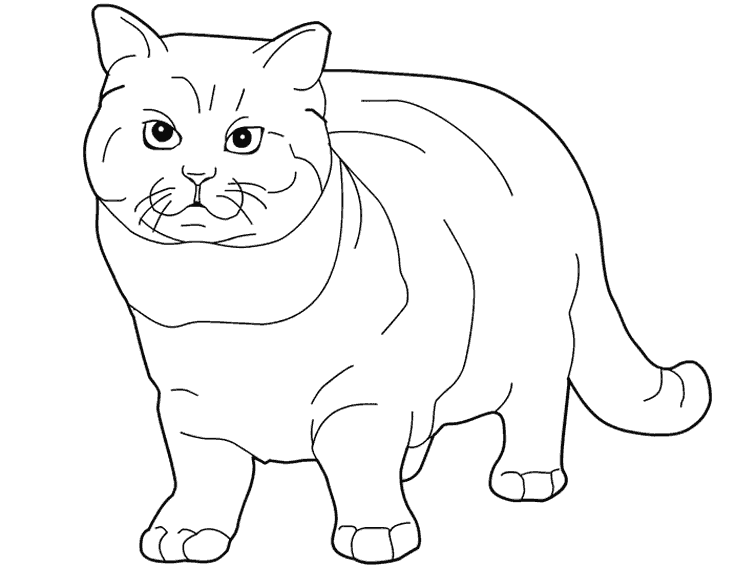 ぬりえページ: 子猫 (動物) #18166 - 無料の印刷可能なぬりえページ