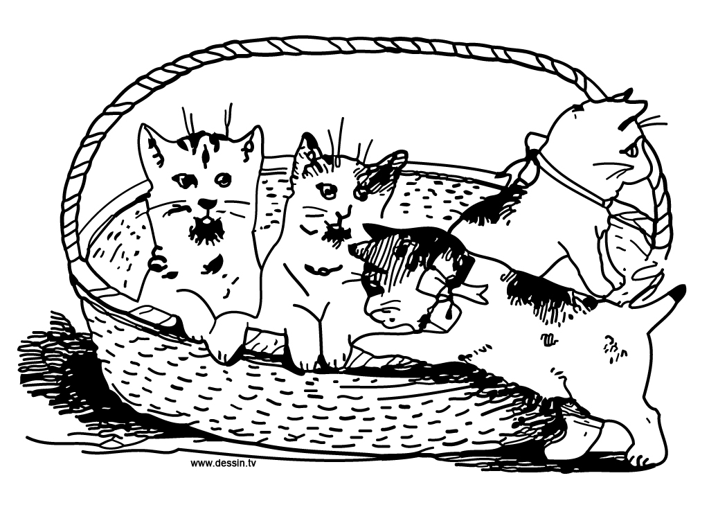 ぬりえページ: 子猫 (動物) #18188 - 無料の印刷可能なぬりえページ
