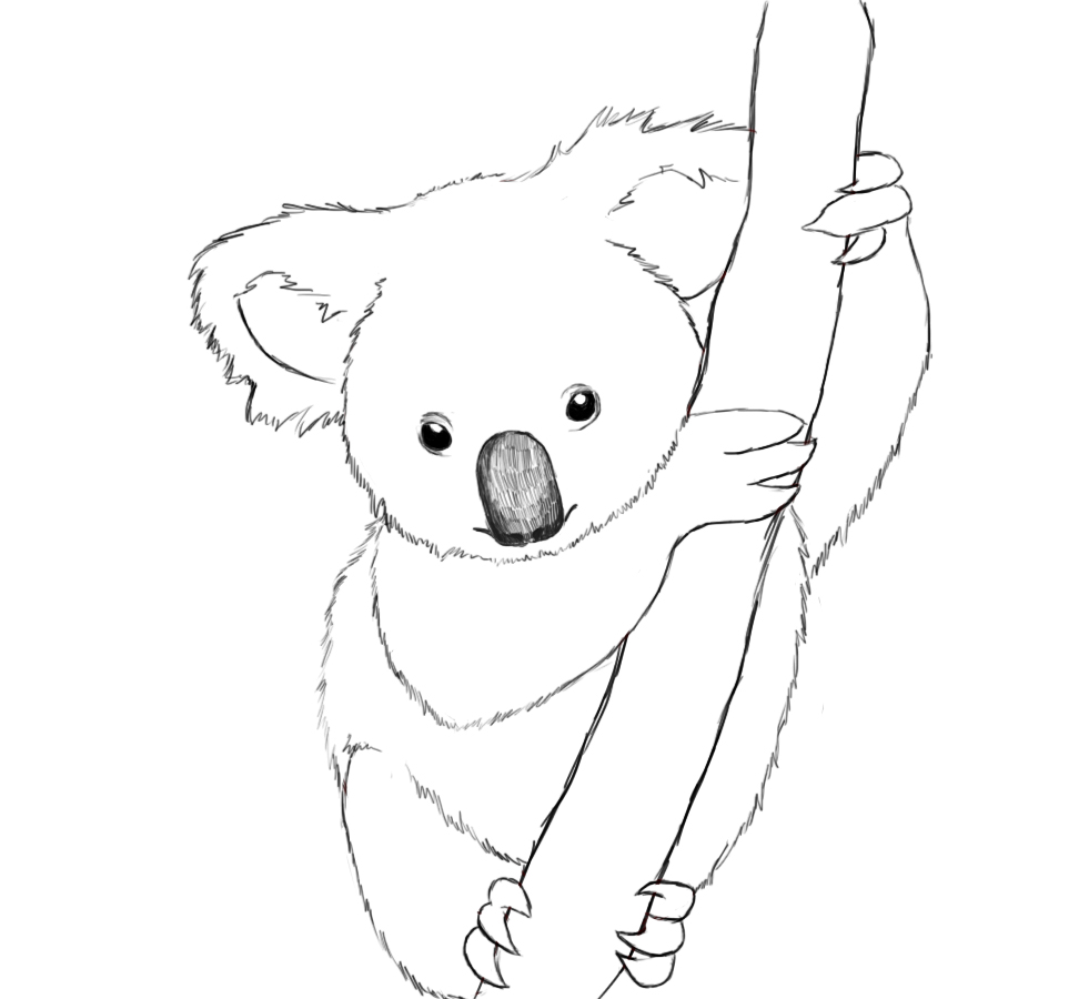 ぬりえページ: コアラ (動物) #9305 - 無料の印刷可能なぬりえページ