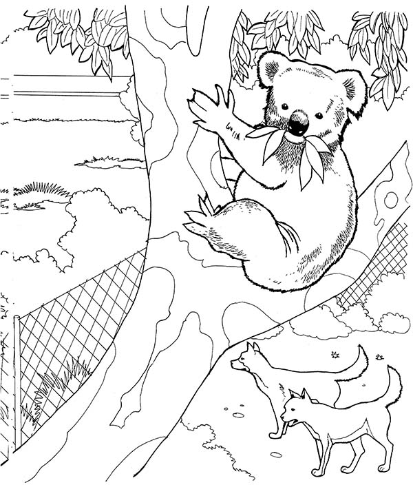 ぬりえページ: コアラ (動物) #9470 - 無料の印刷可能なぬりえページ