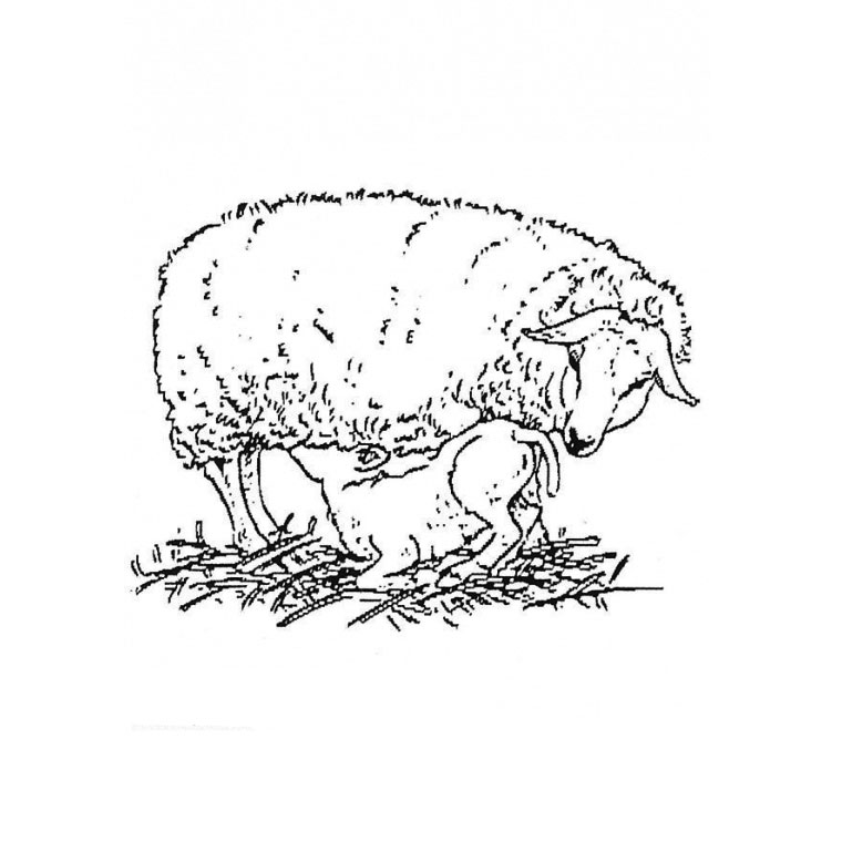 ぬりえページ: 子羊 (動物) #226 - 無料の印刷可能なぬりえページ