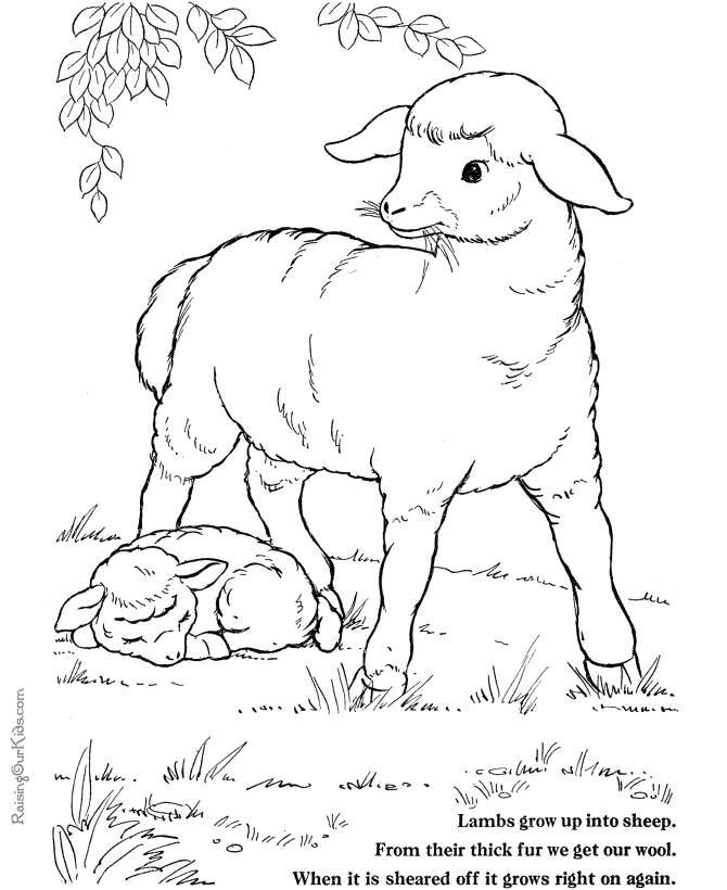 ぬりえページ: 子羊 (動物) #268 - 無料の印刷可能なぬりえページ