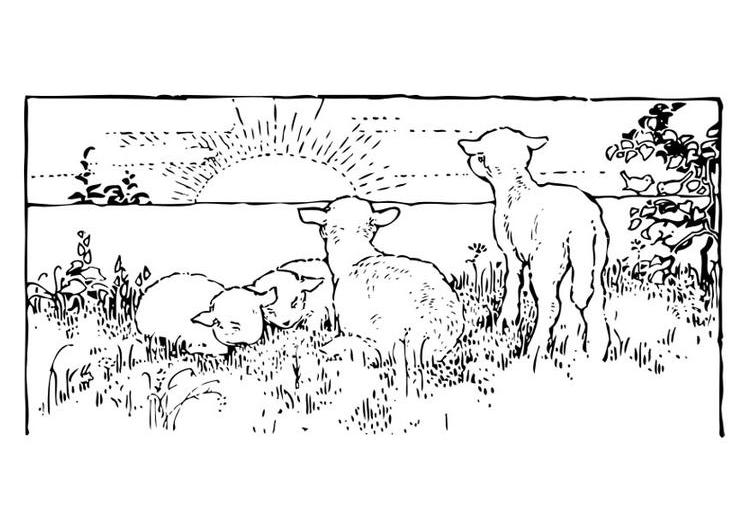 ぬりえページ: 子羊 (動物) #269 - 無料の印刷可能なぬりえページ